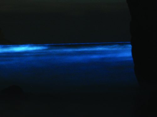 kostaryka bioluminescencja