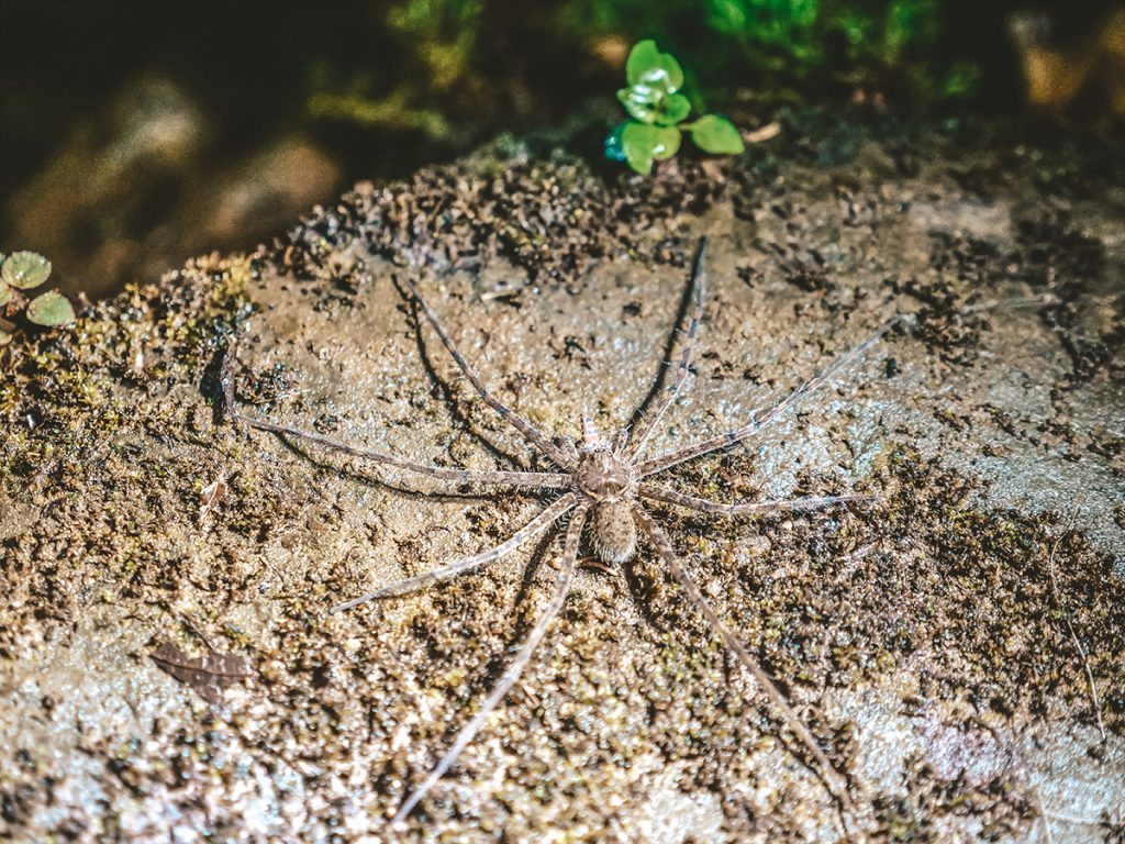 pająki kostaryka