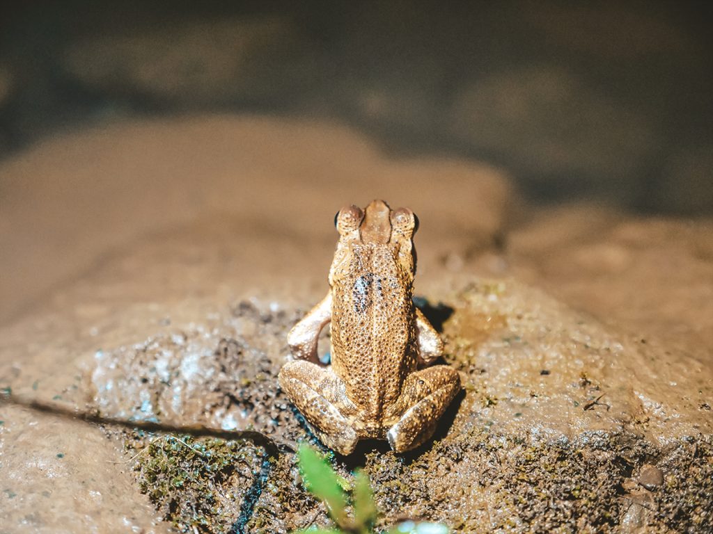 żaby kostaryka
