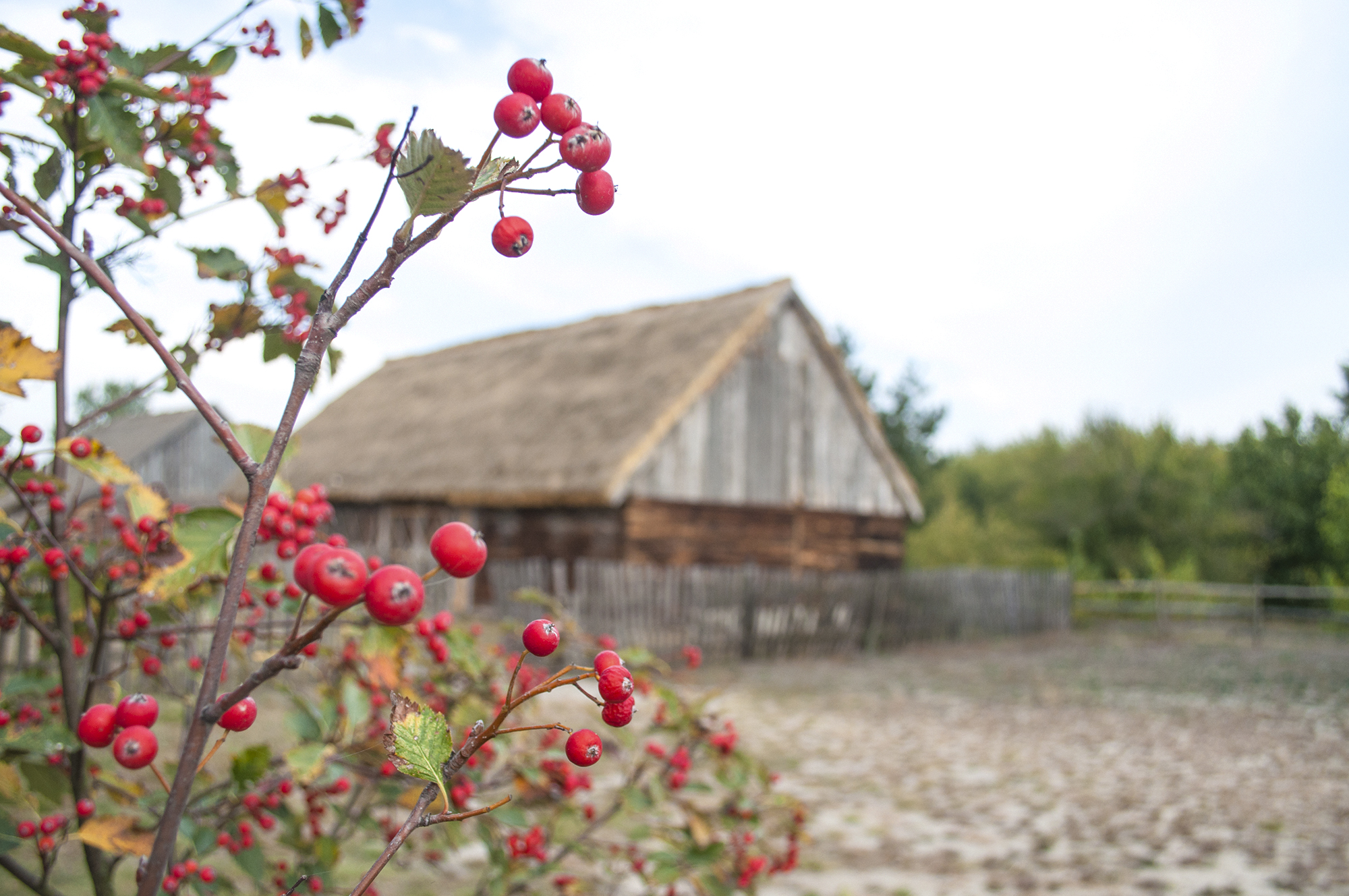 łowicz skansen