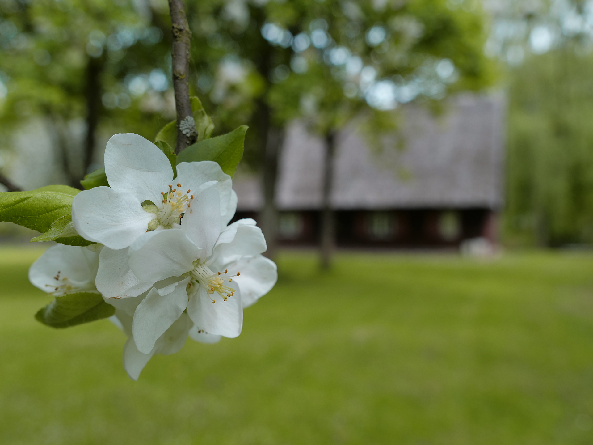 olsztynek skansen atrakcje
