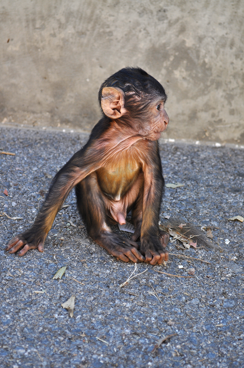 Gibraltar małpy 