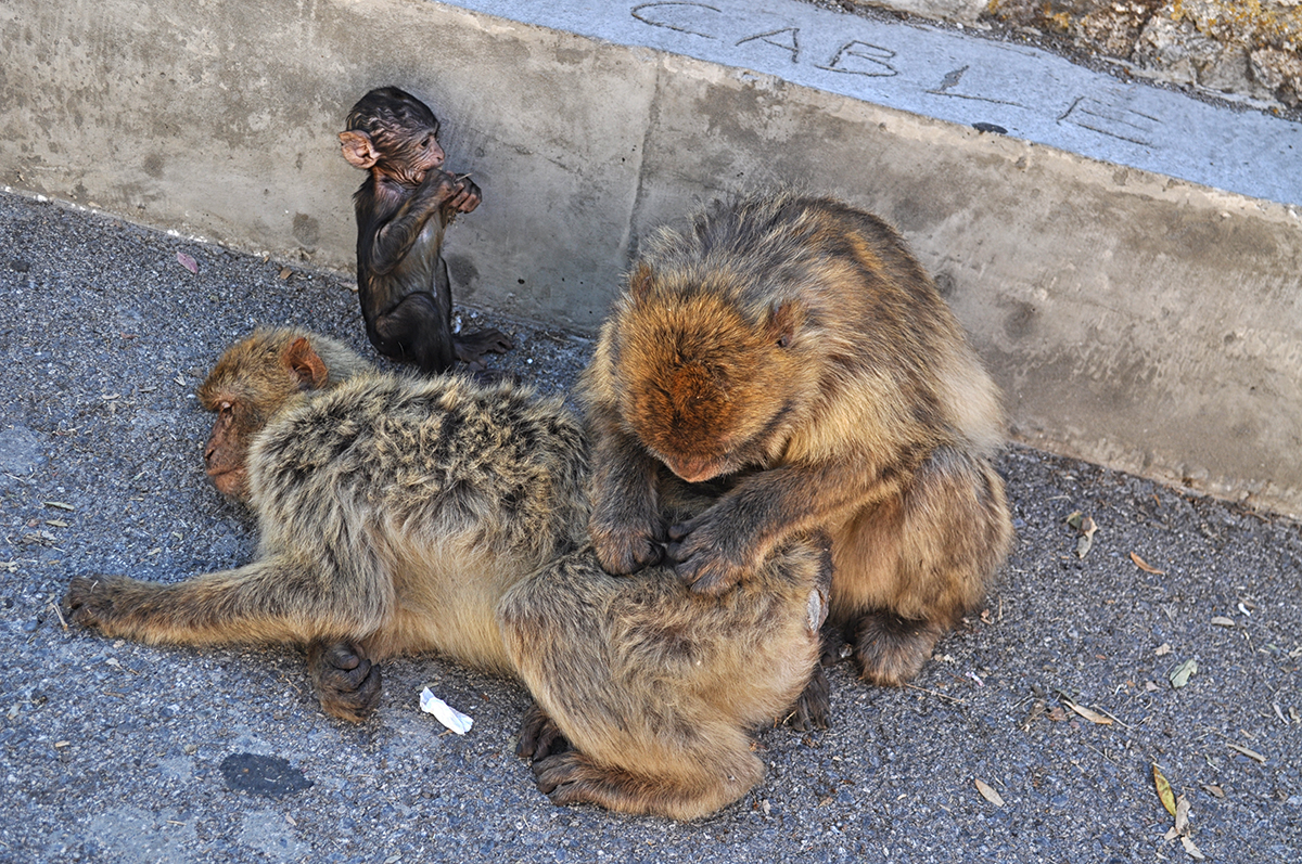 małpy na skale gibraltarskiej
